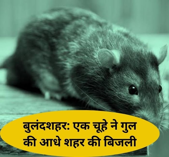 बुलंदशहर: एक चूहे ने गुल की आधे शहर की बिजली, 4 घंटे बाद विद्युत आपूर्ति हुई शुरू